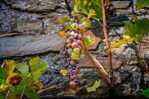 Weinreben in der Bretagne
